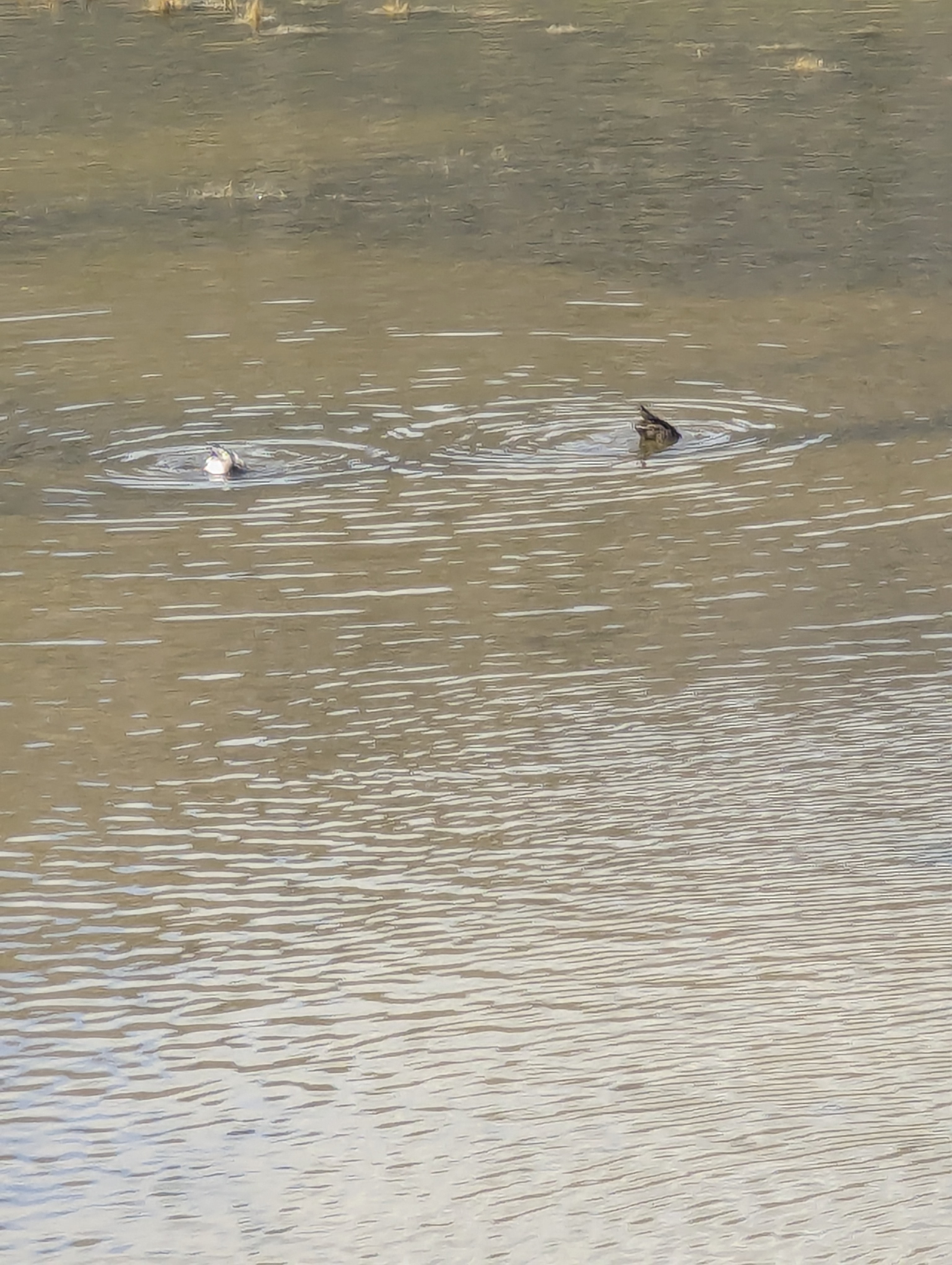 Duck Pond, Morrison, Colorado